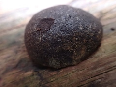 Reticularia splendens