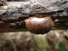Reticularia splendens