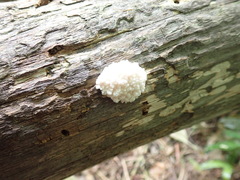 Reticularia splendens