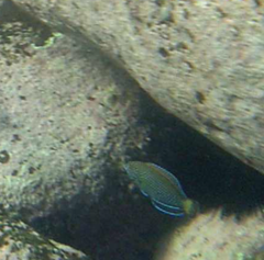 Anampses caeruleopunctatus