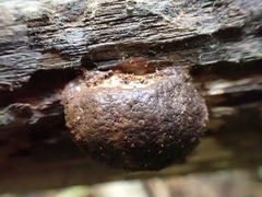 Reticularia splendens