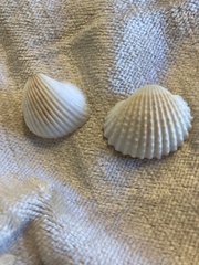 Anadara brasiliana