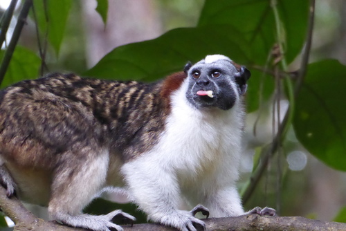 Geoffroy’s Tamarin, photo 7 of 7