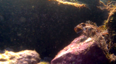 Chironemus marmoratus