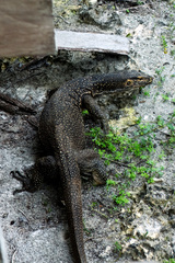 Varanus togianus