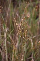 Juncus capensis