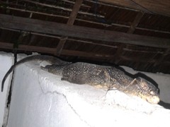Varanus togianus