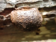 Reticularia splendens