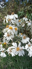 Montanoa bipinnatifida