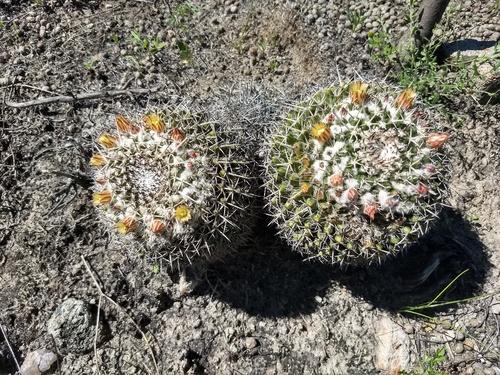 Mammillaria geminata