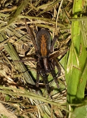Teminius insularis
