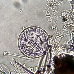 Actinocyclus