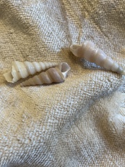 Turritella