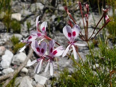 Pelargonium divisifolium