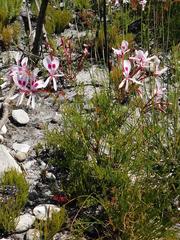Pelargonium divisifolium