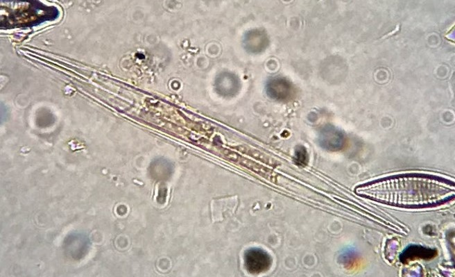 Neidiineae