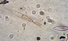 Amphipleura pellucida