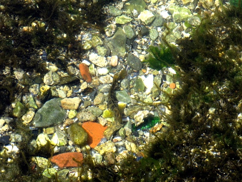 Peacock blenny (Salaria pavo) — Blenniidae