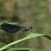 Calopteryx samarcandica - Photo (c) anonymous, some rights reserved (CC BY)