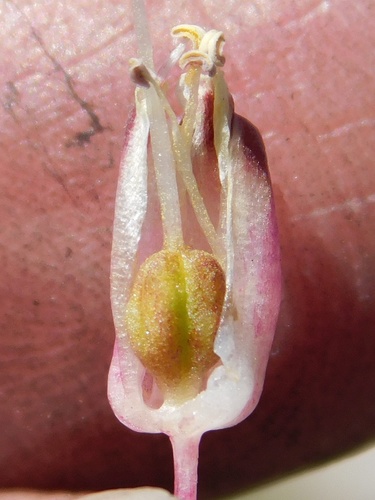 Lachenalia montana