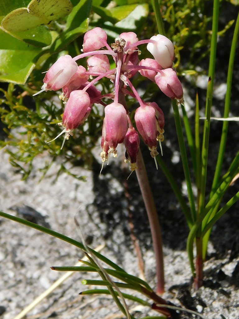 Lachenalia montana, Overberg District Municipality, South Africa