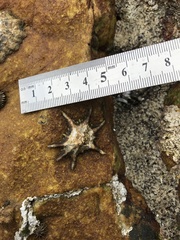 Scutellastra longicosta