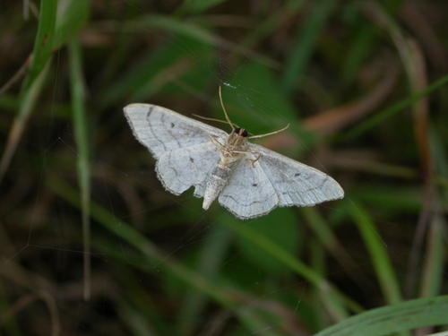 Idaea aversata