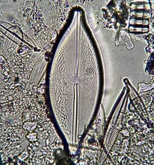Anomoeoneis