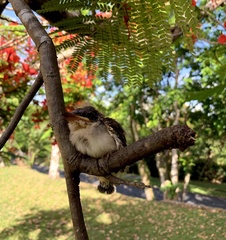 Tyrannus dominicensis