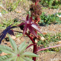 Ricinus communis