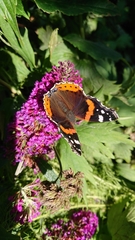 Vanessa atalanta