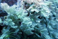 Clavularia