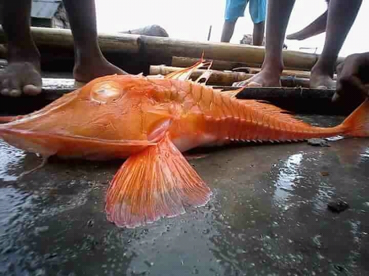 Robust Armoured-Gurnard