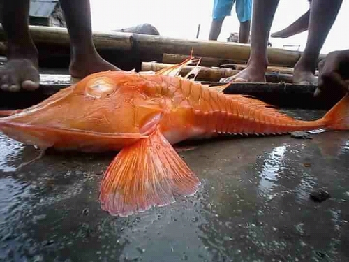 Satyrichthys lingi