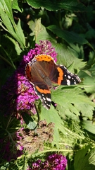 Vanessa atalanta