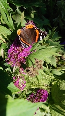Vanessa atalanta