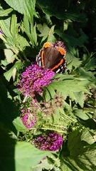 Vanessa atalanta