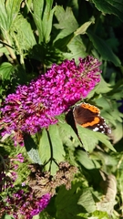 Vanessa atalanta