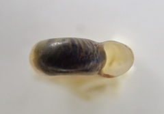Antillorbis aeruginosus