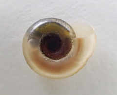 Antillorbis aeruginosus