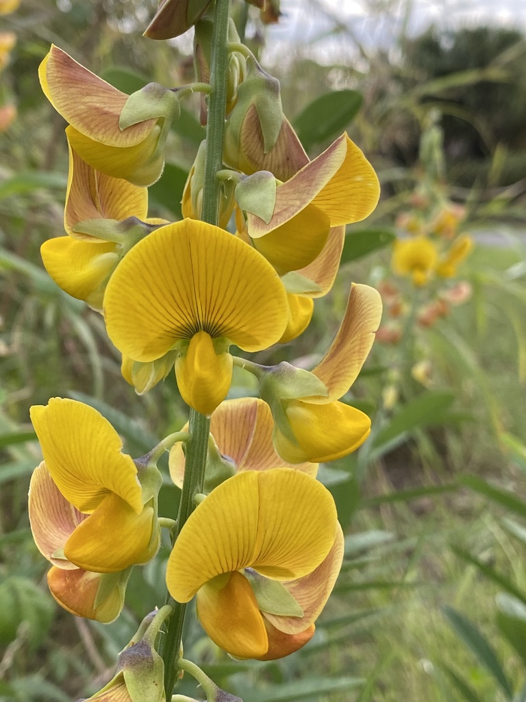 Crotalaria retusa
