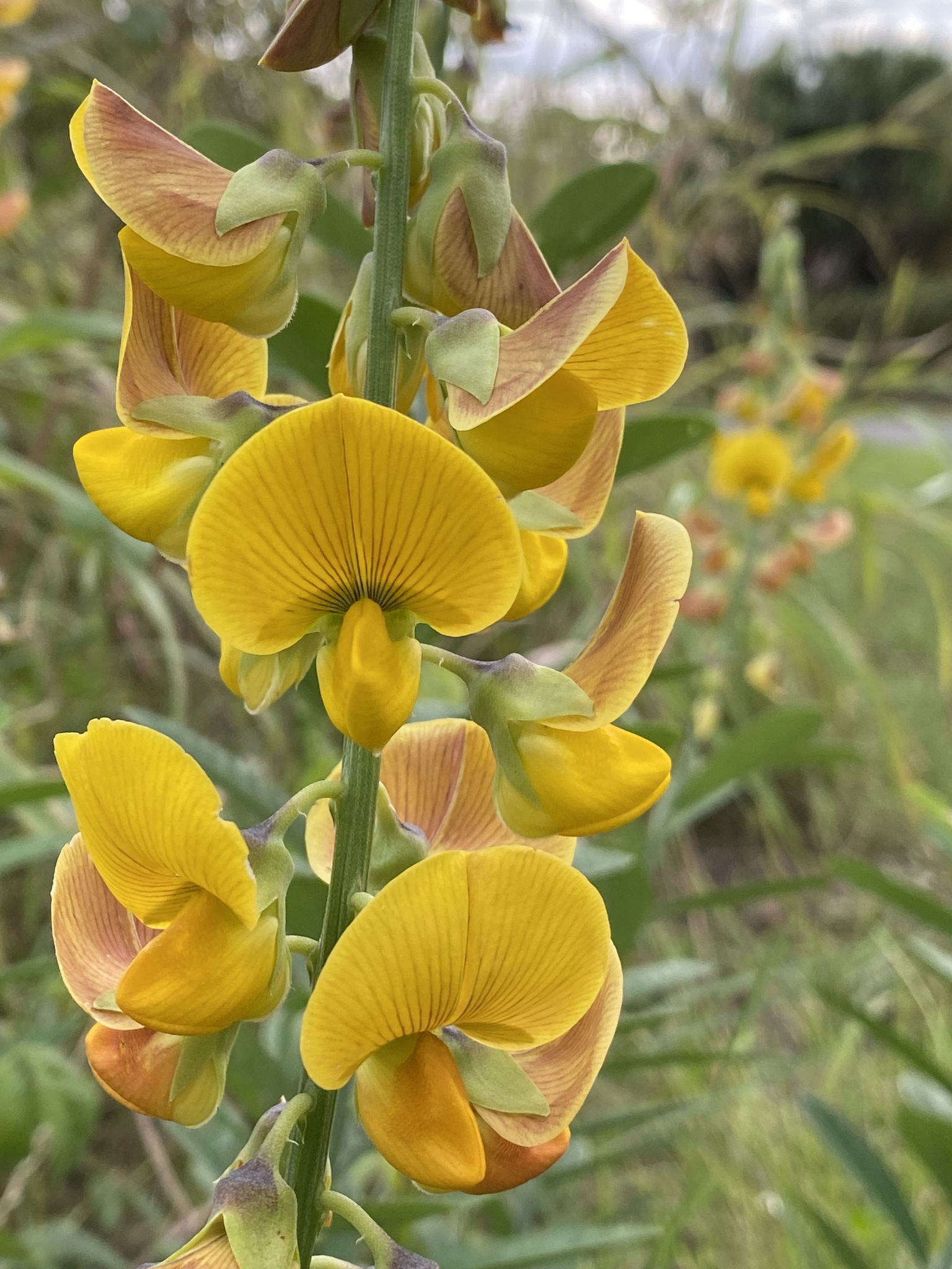Rattleweed (Crotalaria retusa)  iNaturalist