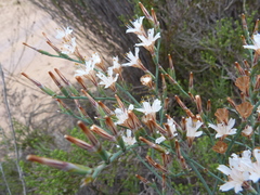 Limonium longifolium
