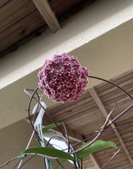 Hoya pubicalyx