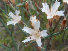 Limonium longifolium