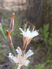 Limonium longifolium