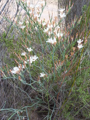 Limonium longifolium