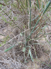 Limonium longifolium