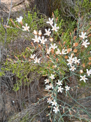 Limonium longifolium