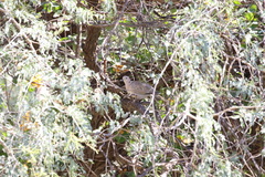 Streptopelia decaocto